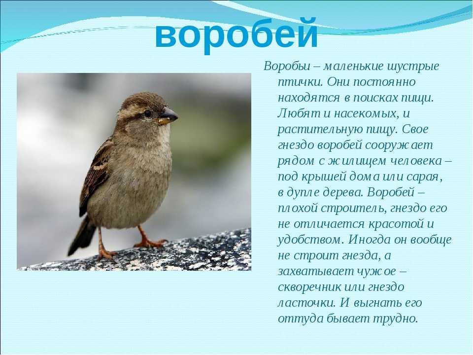 Птицы которые помогают человеку. Доклад про воробья. Сообщение о Воробье. Рассказ о птице Воробей. Описание воробья.