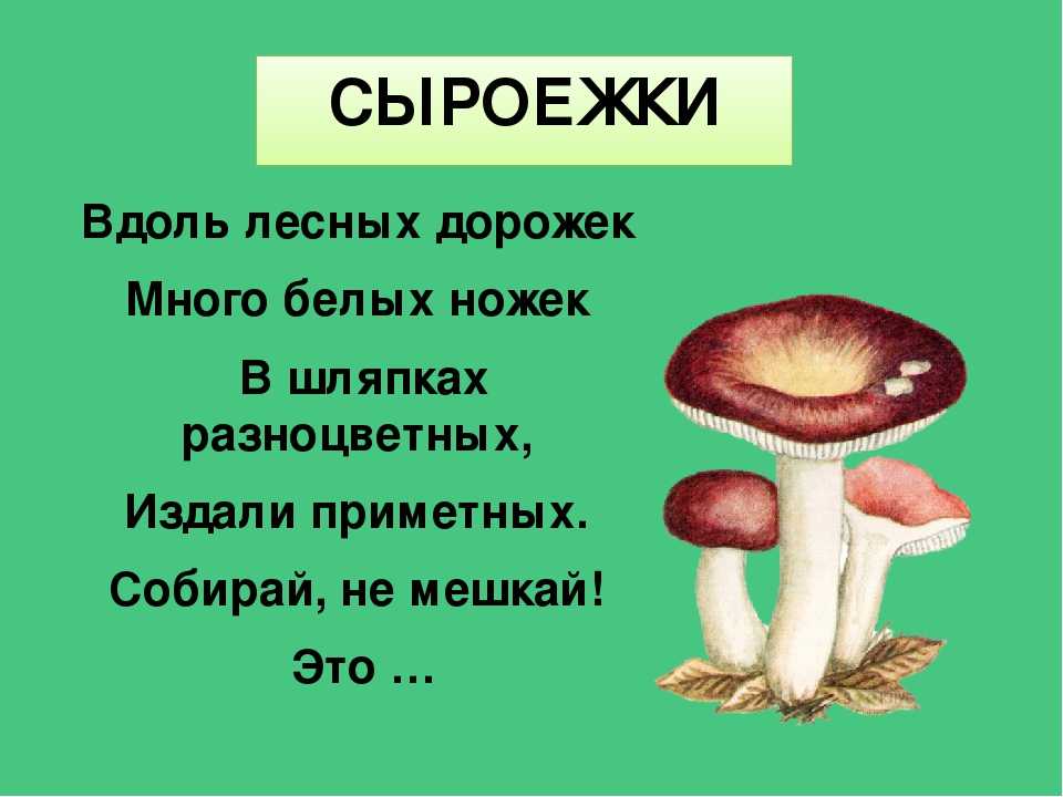Загадка про грибы с ответом :: syl.ru