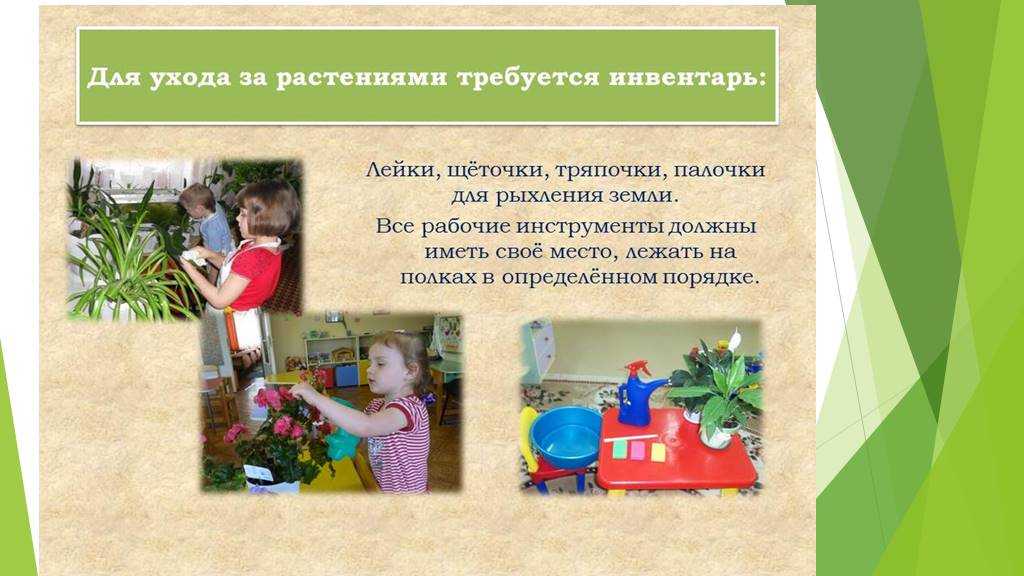 Уголки природы в детских садах: задачи, требования к оформлению и содержанию