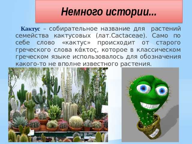 Рассказ про кактус 2 класс. Интересные факты о кактусах. Доклад про Кактус. Сообщение о домашнем кактусе. Кактус леисание.
