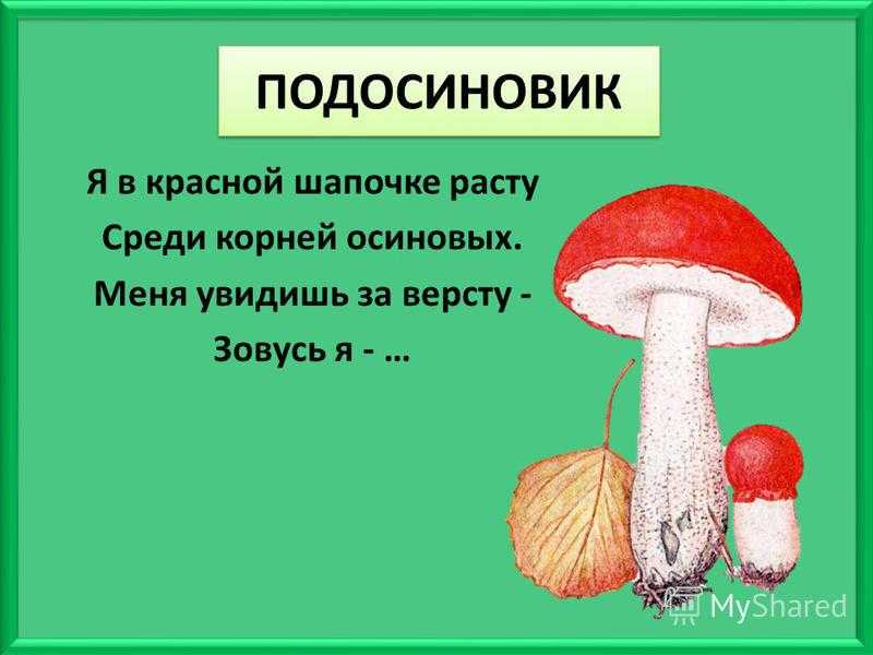 Загадки про грибы для детей. загадки про грибы (с отгадками) загадки про грибы