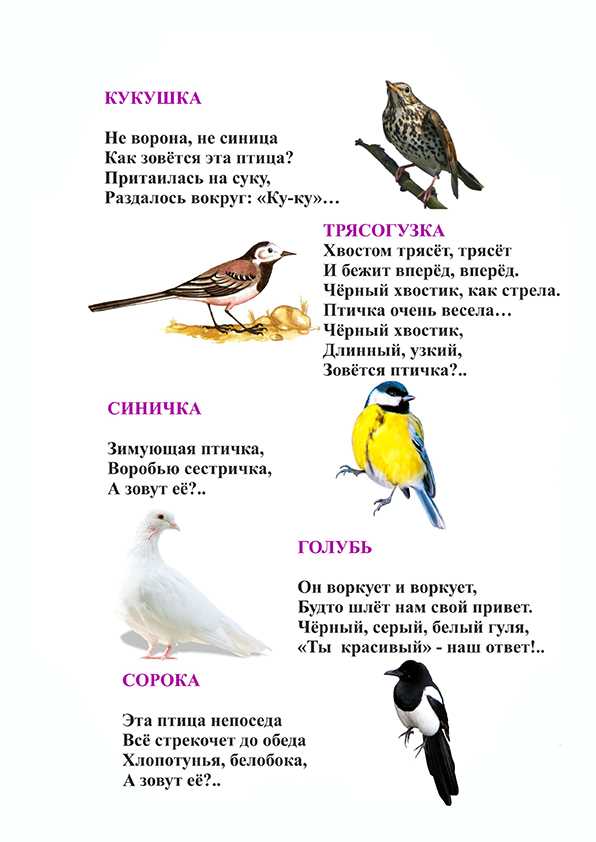Загадки про птиц для детей с ответами