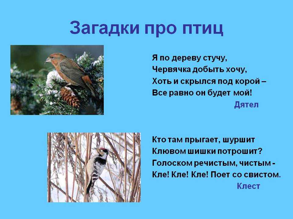 Загадки про птиц для детей с ответами сложные