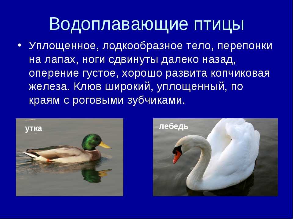 Класс птицы образ жизни. Водоплавающие птицы общая характеристика. Водоплавающие птицы строение. Особенности водоплавающих птиц. Водоплавающие птицы презентация.