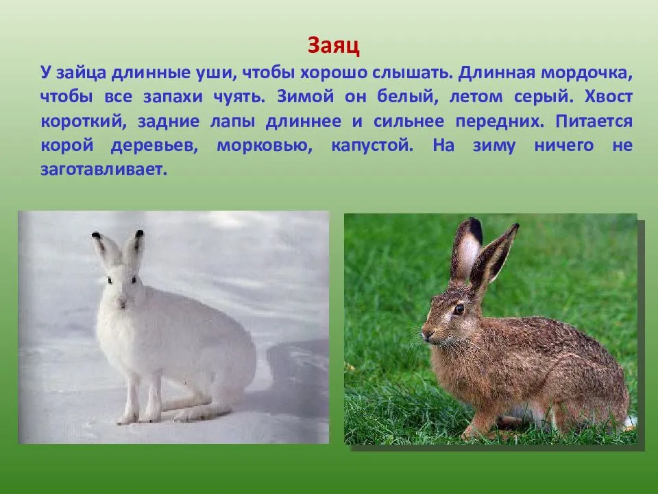 Сообщение на тему дикое животное. Доклад про Зайцев 3 класс окружающий мир. Описание зайца. Описать зайца. Заяц краткое описание.