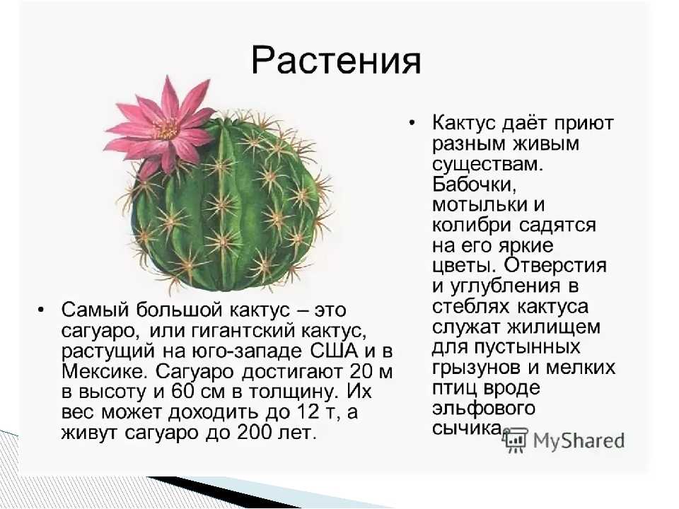 Рассказ про кактус 2 класс. Информация о кактусе. Кактус описание растения. Сообщение о кактусе. Кактус краткое описание.