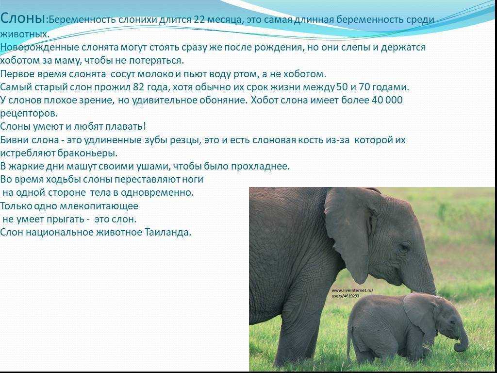 Слон рассказ 1 класс окружающий мир. Сведения о слоне. Описание слона. Слон : рассказы. Рассказать про слона.