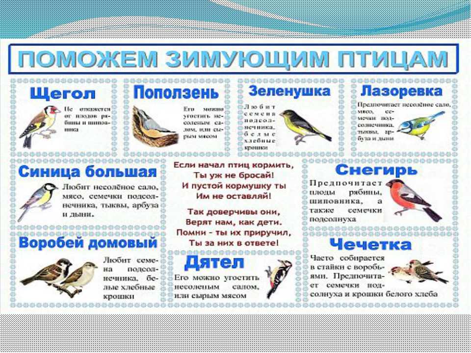 Урок 6: где зимуют птицы? - 100urokov.ru