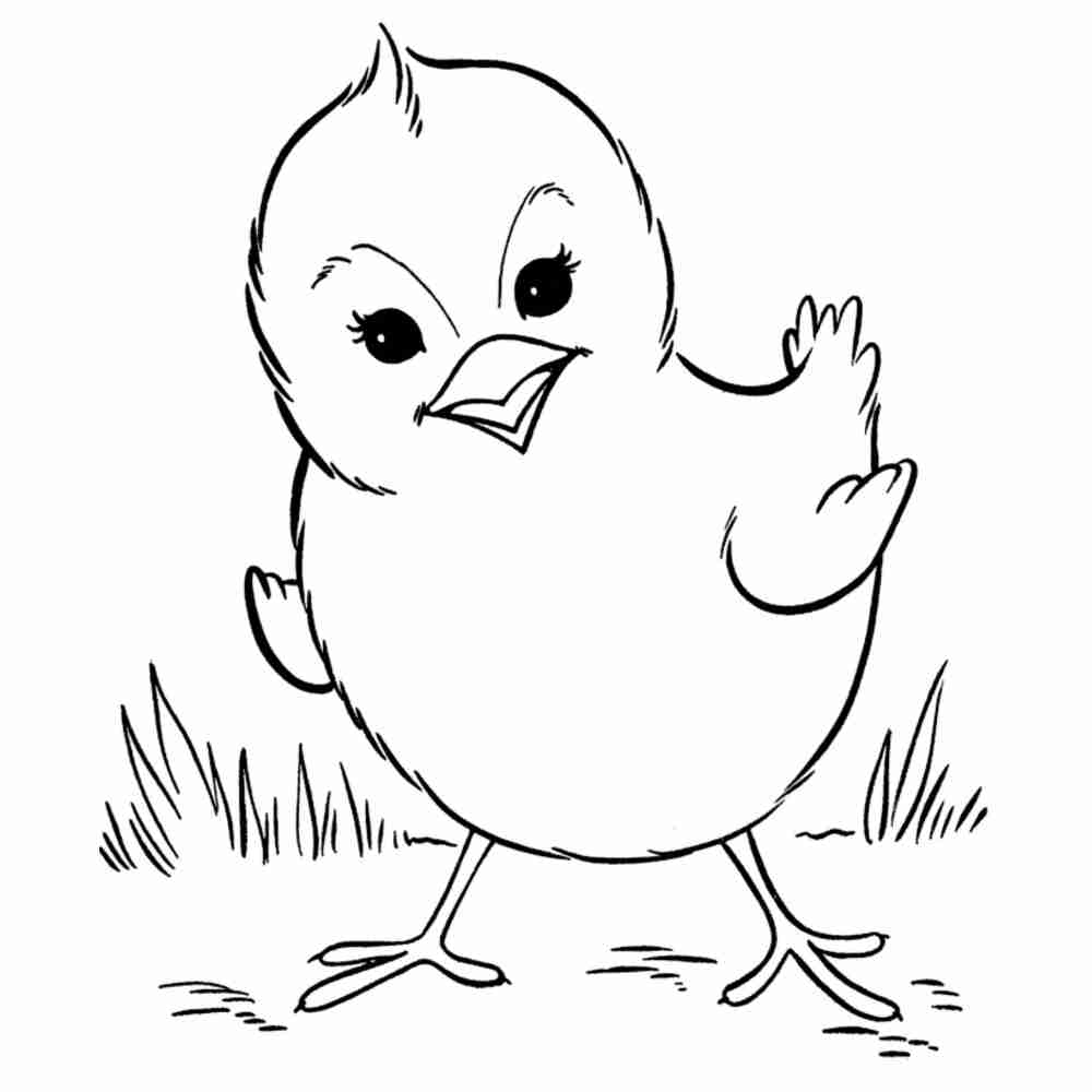 Раскраски из мультфильма цыпленок цыпа  ,скачать бесплатно раскраски цыпленок цыпа.