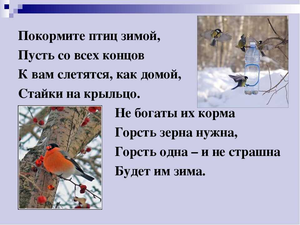 Зимние птицы | зимующие птицы
