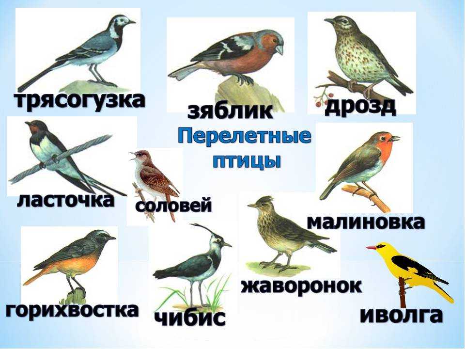 Доклад про ласточку (птица). 1, 2, 3 класс окружающий мир сообщение