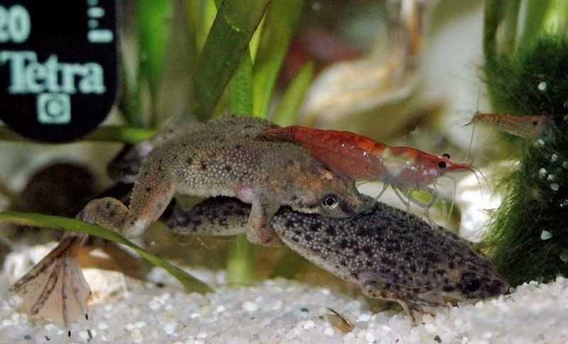 Интересное в мире биологии. как дышит лягушка на суше и в воде? у лягушки находящейся в воде