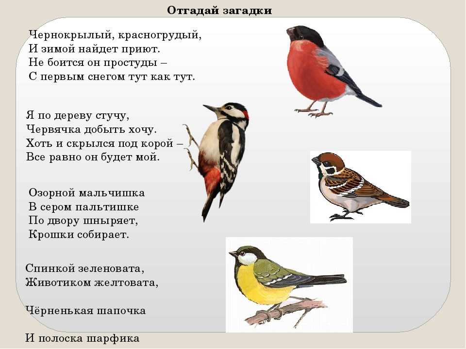Загадки про птиц для детей с ответами: 235 лучших загадок про домашних, перелетных и зимующих птиц / mama66.ru