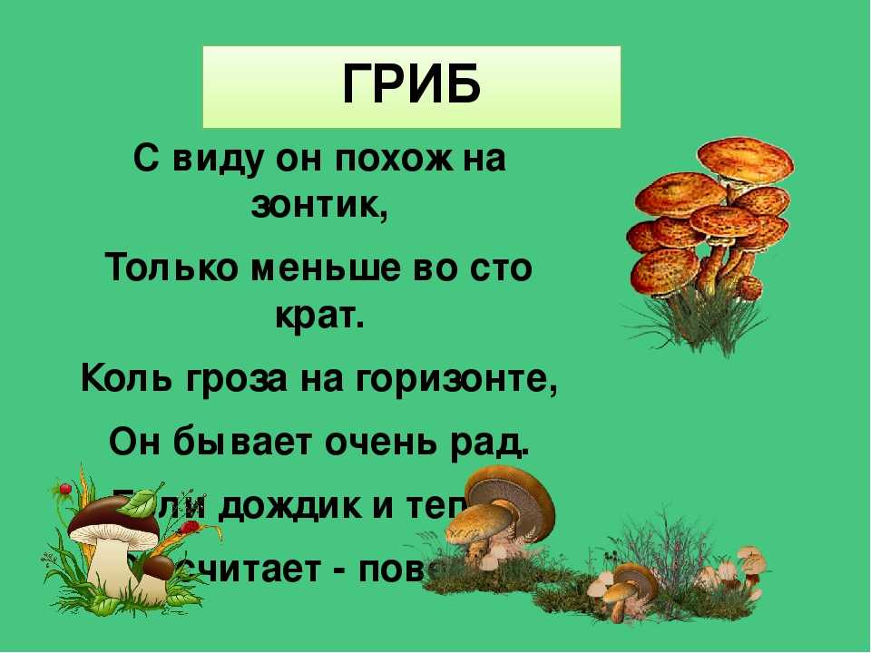 Загадки про грибы для детей с ответами