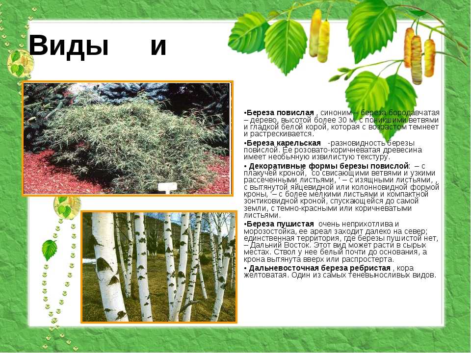 Береза обыкновенная - краткое описание и основные характеристики дерева