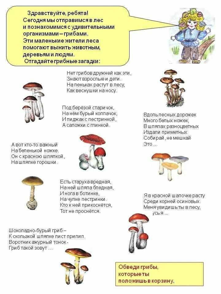 Загадки про грибы. воспитателям детских садов, школьным учителям и педагогам