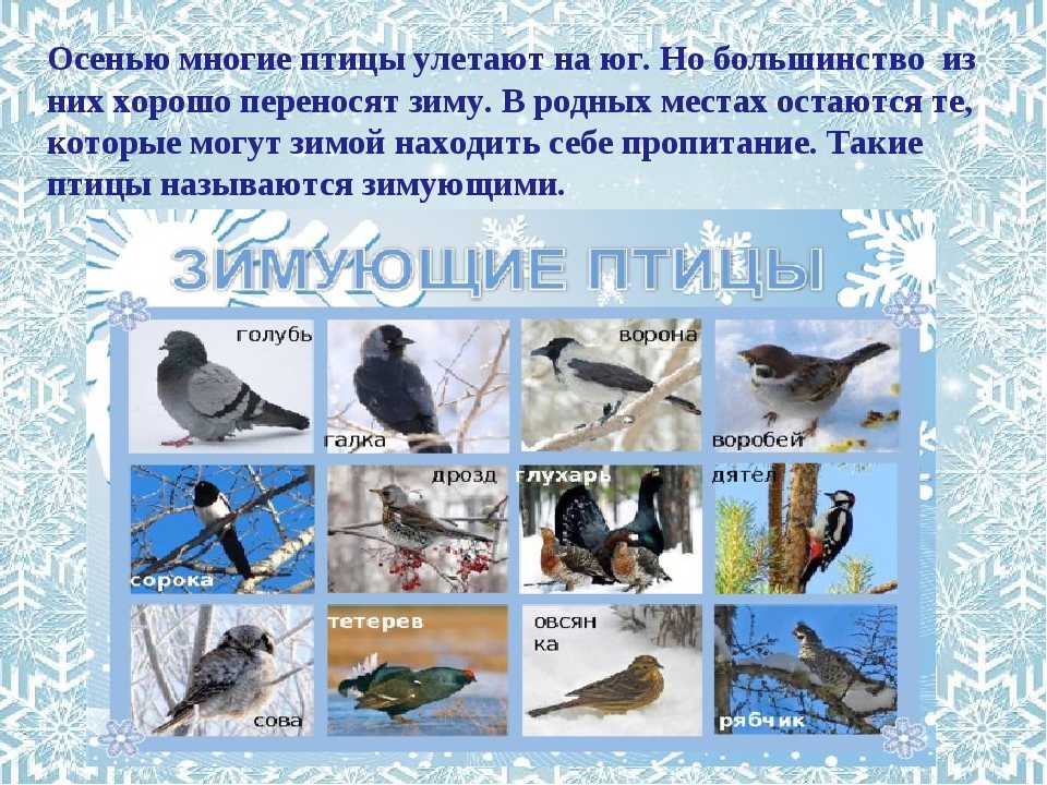 Зимующие птицы юга. Какие птицы зимуют. Какие птицы остаются зимовать. Птицы которые зимуют в Кировской области. Зимующие птицы на севере.