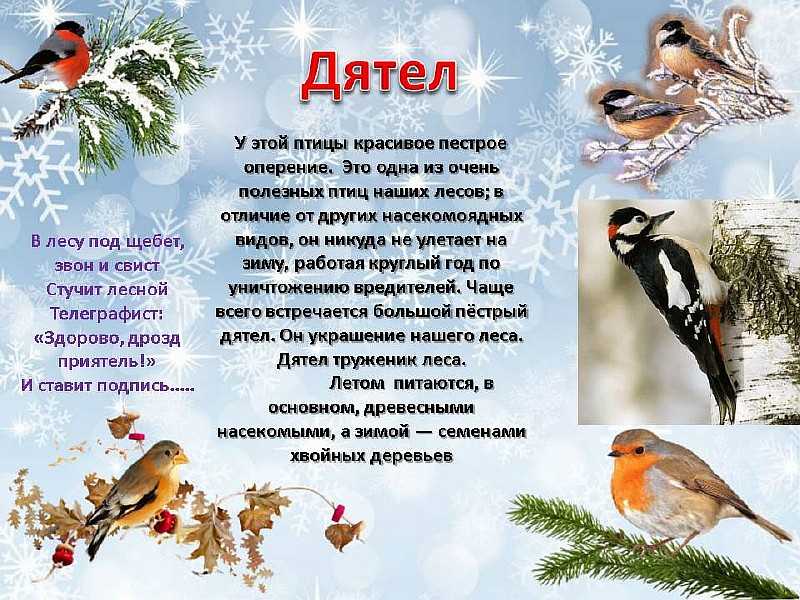 Картинки птиц со стихами