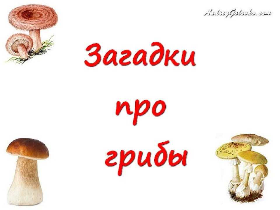 Загадки про грибы с ответами