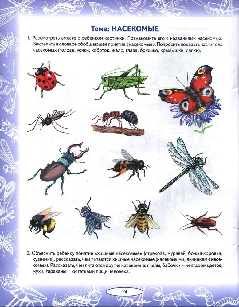 Конспект насекомые старшая группа