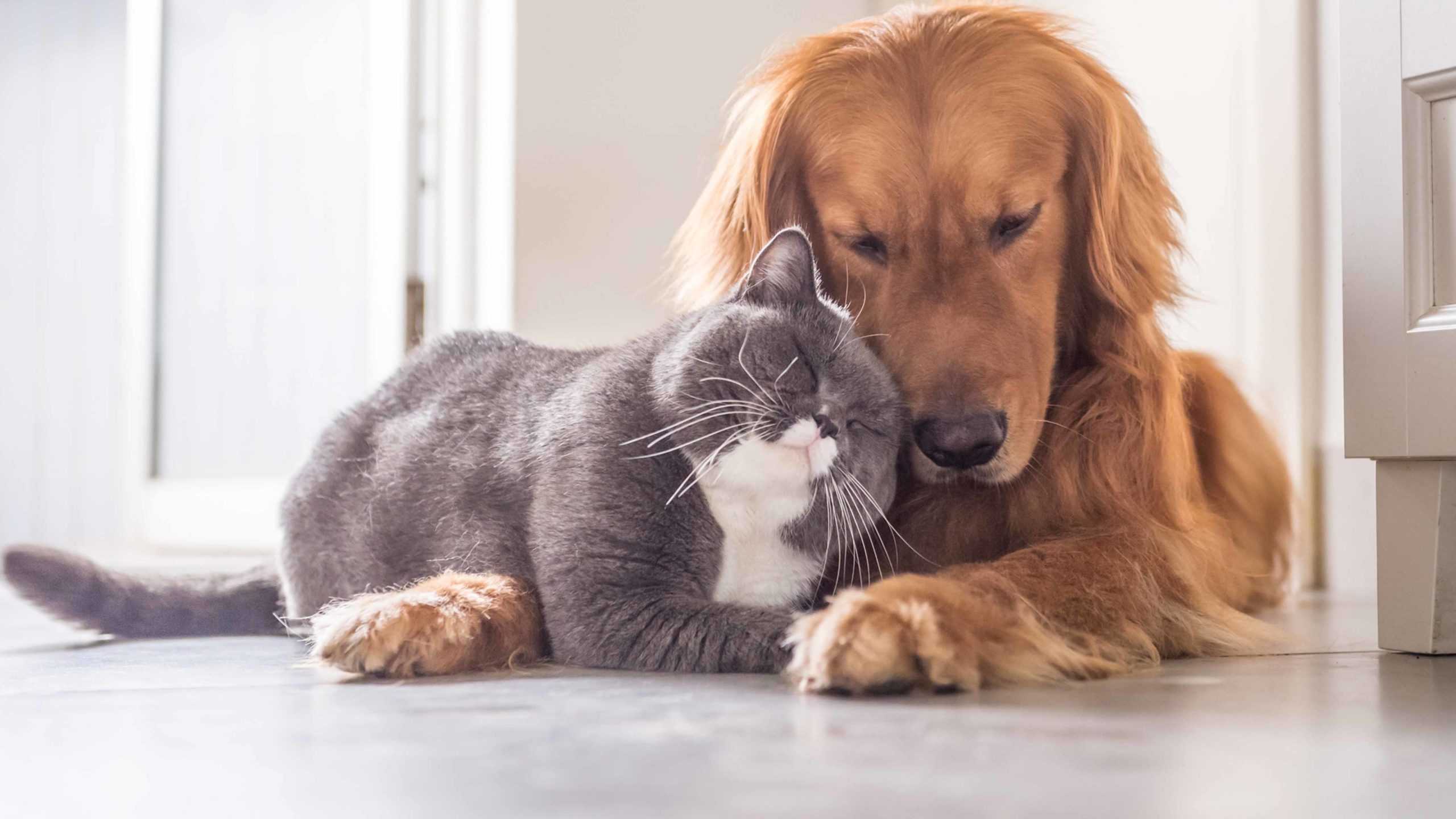 Как сделать кота и собакой лучшими друзьями