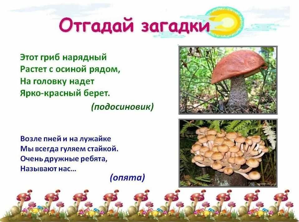 Загадки про грибы для детей с ответами, простые и сложные