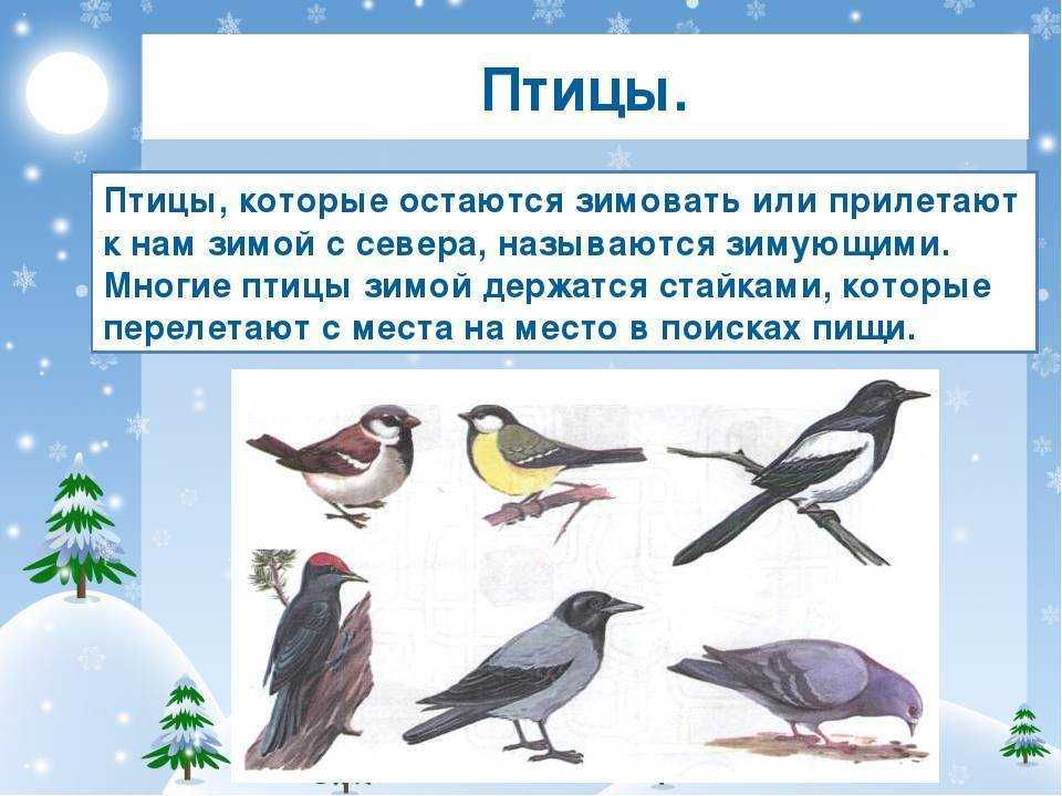 Перелетные птицы 1 младшая группа. Зимующие птицы. Птицы которое прилетают з. Птички которые прилетают зимой. Зимующие птицы для детей.