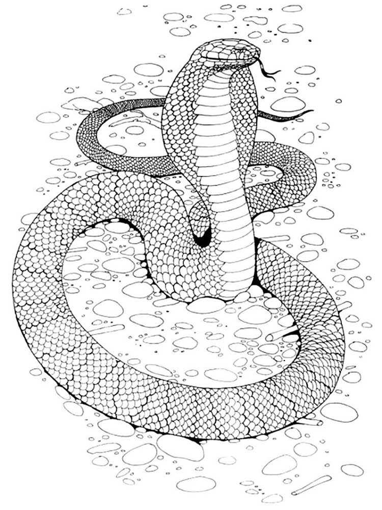 Раскраски Змеи Антистресс – подборка черно-белых изображений удивительных представителей мира фауны Скачайте или распечатайте раскраски Змеи Антистресс для взрослых, которые мы предлагаем вам совершенно бесплатно