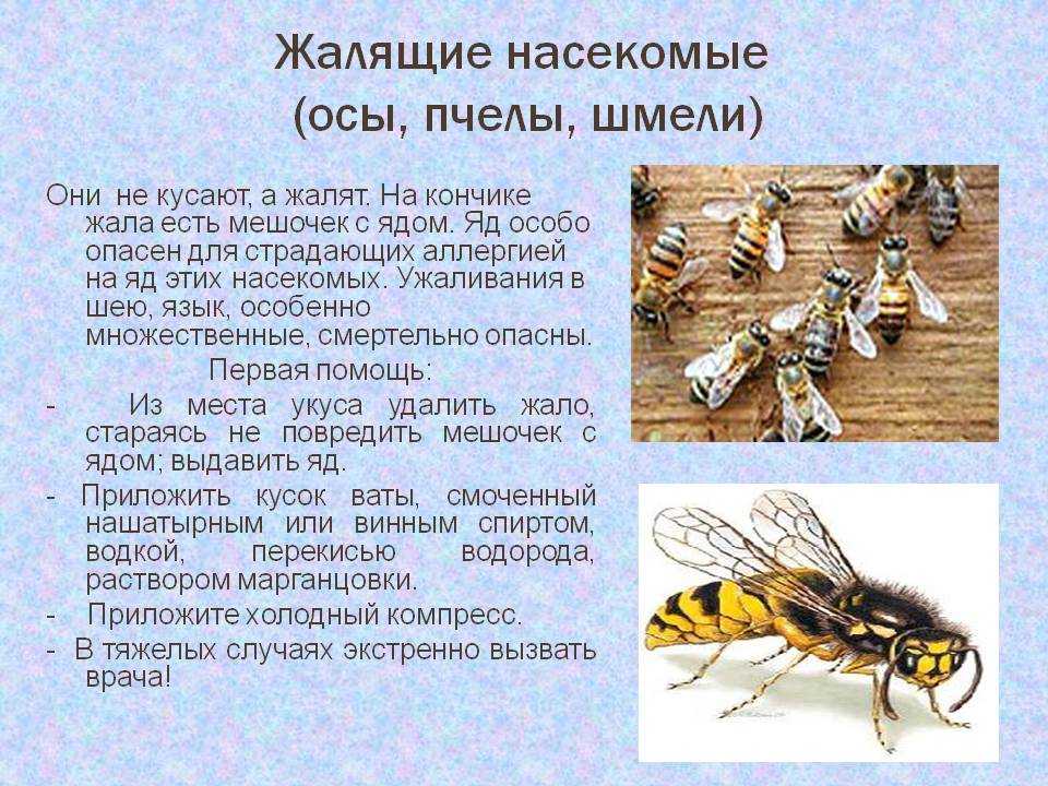 Информация о пчелах 2 класс окружающий. Жалящие Перепончатокрылые. Атлас определитель осы пчелы Шмель. Атлас определитель 2 класс пчелы осы. Оса насекомое описание.
