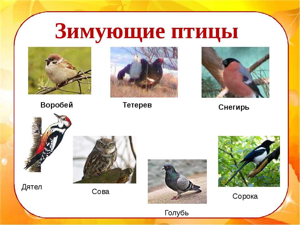 Рассказ о перелетных птицах для детей (как живут, описание)