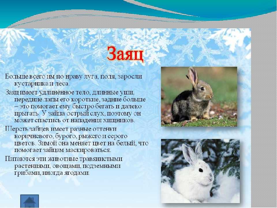 Заяц - описание, краткая информация, характеристика животного