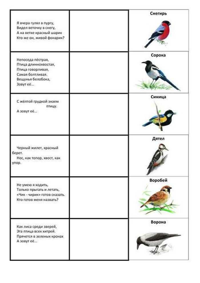 Загадки о птицах для детей с ответами