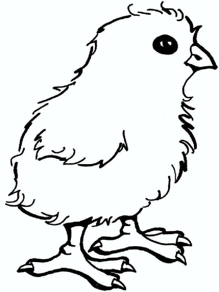 Раскраски из мультфильма цыпленок цыпа  ,скачать бесплатно раскраски цыпленок цыпа.