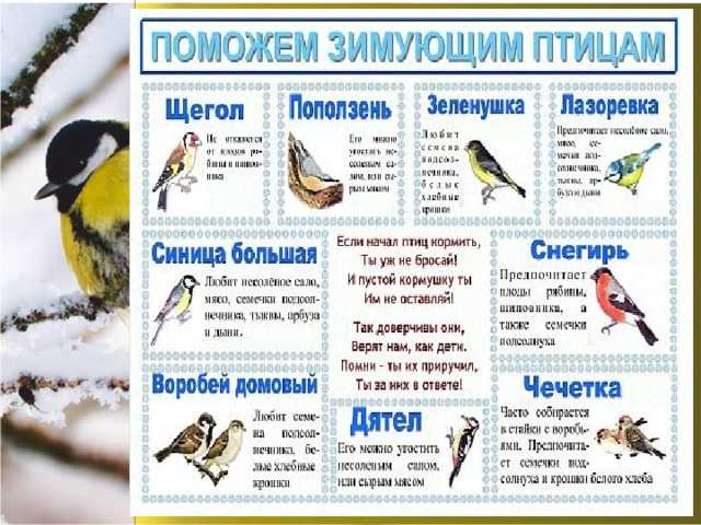Викторина для детей старшего дошкольного возраста «зимующие птицы» | статья в журнале «вопросы дошкольной педагогики»